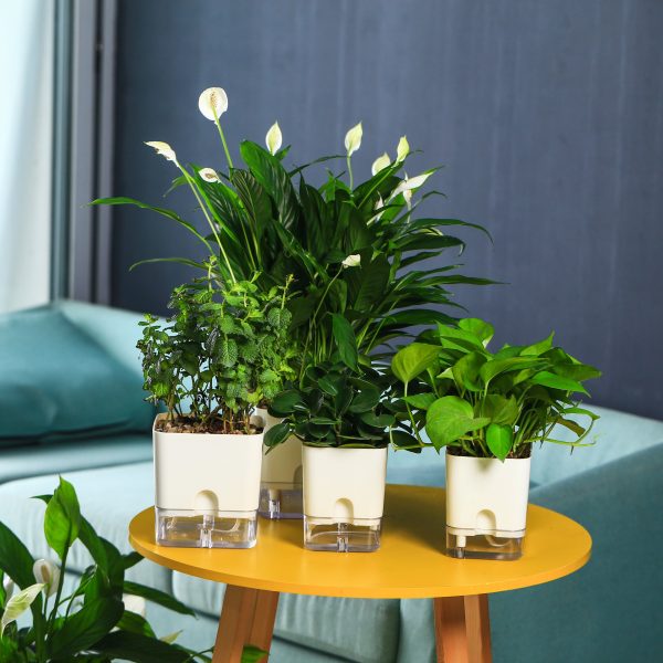 Self Watering Rectangular Planter for Indoor Plants By Planterhoma - Image 9