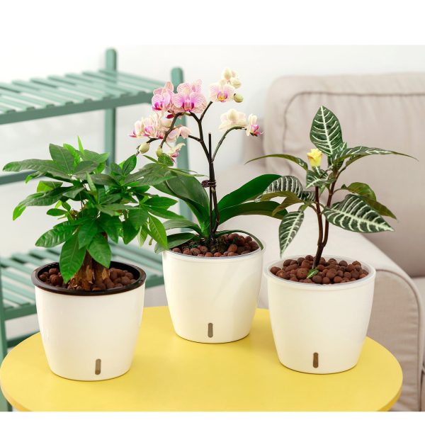 Self Watering Planter for African Violet With Indicator (Clear Insert) - Image 2