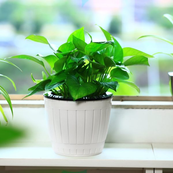 Inexpensive Self Watering African Violet Pot for Sale- Pack of 3 - Image 7